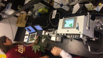 gas exchange + PAM fluorescence + SIF measurements 