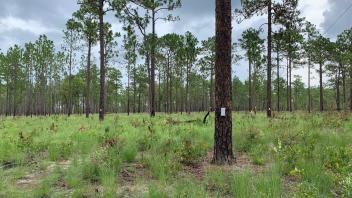 OSBS florida