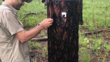 Mukund installs dendrometer