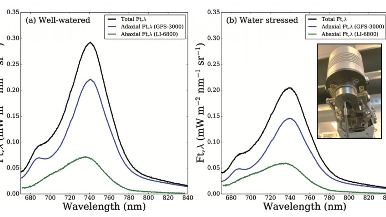 Fluorescence spectrum measured with an LI-6800