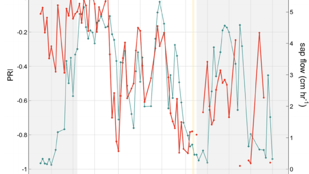 PRI and sap-flow timeseries