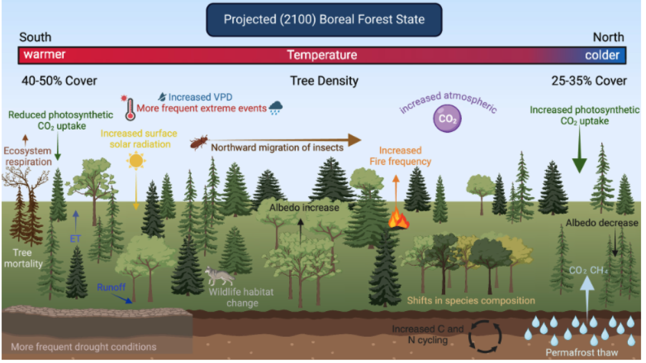 boreal